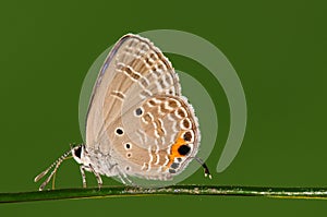 Chilades pandava / butterfly on twig