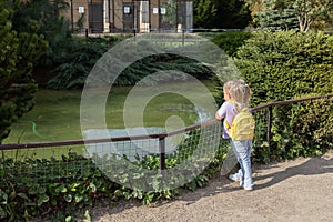 A child admires a small pond with fish in the park. A little girl with ponytails is leaning on the railing at the edge