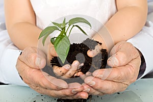 Child and adult hands holding new plant photo