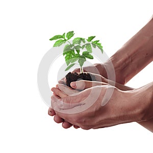 Child and adult hands holding soil heap with tomato seedling.