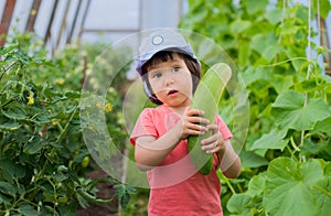 A child in amazement holding a large giant cucumbers in the greenhouse.