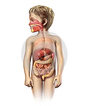 Child anatomy full digestive system cutaway.