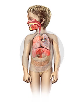 Child anatomy full respiratory system cutaway. photo