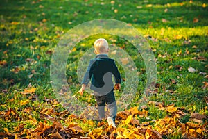 Child in autumn fall leaves on nature walk outdoors. Autumn portrait of cute little caucasian child boy.