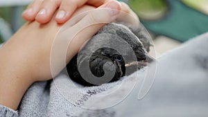 Child Baby Crow Petting, Kid Helping a Lost Raven, Crow Cub in Hands, Girl with Bird, Children Rescues Animals