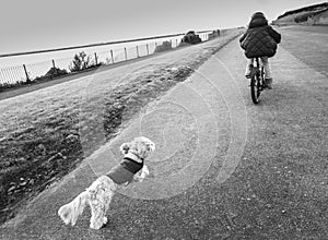 A child on a bike is chased by an excited small fluffy dog along a promenade. In monochrome. There is some motion blur