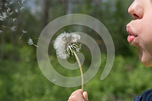 Child blowing out white seeds of dandelion