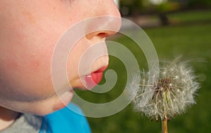 Child Blows Dandelion Seeds