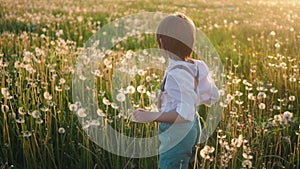 child boy 5 years old walk on a white dandelion on the field during sunset