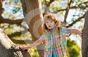 Child boy climbing high tree in the summer park. Portrait of cute kid boy sitting on the tree, climbing a tree. Active