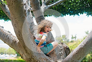 Child boy climbing high tree in the summer park. Portrait of cute kid boy sitting on the tree, climbing a tree. Kid boy
