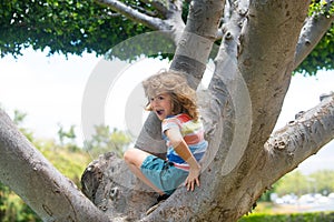 Child boy climbing high tree in the summer park. Portrait of cute kid boy sitting on the tree, climbing a tree. Kid boy