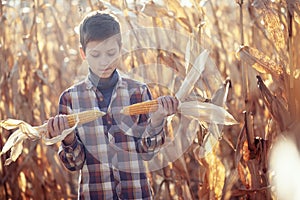 Child boy dressed in a plaid shirt on a field with corn in warm autumn day. The farmer`s child holds corn in his hands. Kid havin