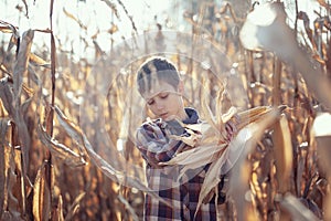 Child boy dressed in a plaid shirt on a field with corn in warm autumn day. The farmer`s child holds corn in his hands. Kid havin