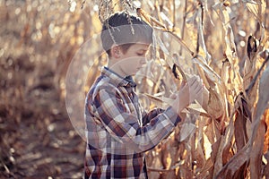 Child boy dressed in a plaid shirt on a field with corn in warm autumn day. The farmer`s child holds corn in his hands. Kid havin