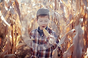 Child boy having fun with farming and gardening of vegetable on warm sunny day early autumn. Harvest, environment, interesting