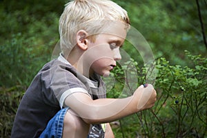 Child boy picking wild blueberries in a blueberry forest