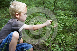 Child boy picking wild blueberries in a blueberry forest