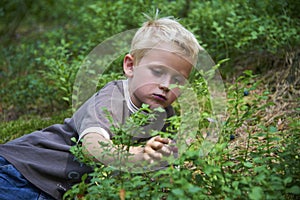 Child boy picking wild blueberries in a blueberry forest