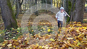 Child boy with raker tool walking garden covered with colorful autumn leaves