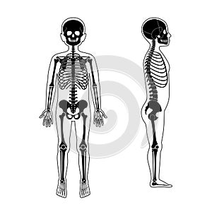 Child boy skeleton anatomy vector