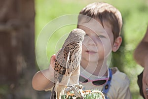 Child boy with wounded Lesser kestrel at bird rescue center