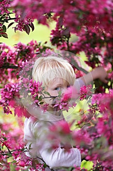 Child with Bright Blue Eyes Peeking out Through Pink Crabapple T