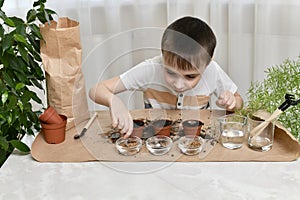 The child is busy planting micro greens seeds in small pots. The attentive boy diligently takes tweezers seeds.