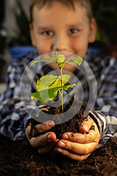 A child carefully holds a tree seedling in his hands, helping to save our planet and preserve nature. Tree sprout in the