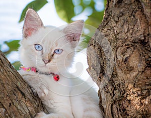 Child cat blue eye on tree
