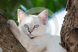 Child cat blue eye on tree