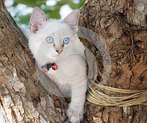 Child cat blue eye on tree