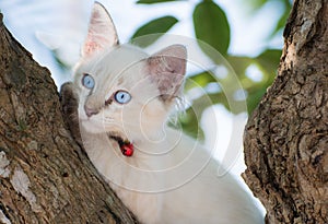 Child cat blue eye on tree