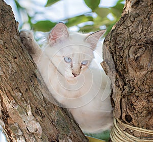 Child cat blue eye on tree