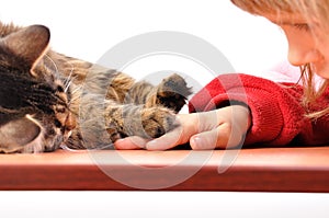 Child and cat playing together
