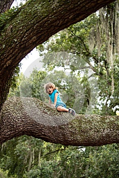Child climb a branch. Kids climbing trees. Summer holiday adventure. Lifestyle children concept.