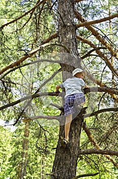 A child climbed on a pine-tree in-field.