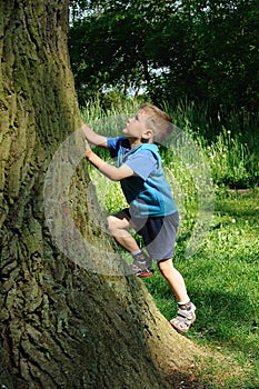 Child climbing tree photo