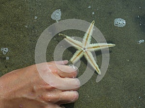 Child collects a large starfish on the shore