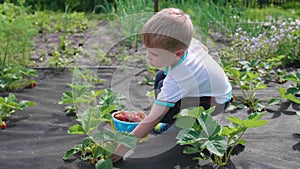 The child collects red berry Victoria. Gently breaks the berry and puts it in a child`s bucket. Harvesting in the garden