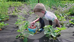 The child collects red berry Victoria. Gently breaks the berry and puts it in a child`s bucket. Harvesting in the garden