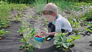 The child collects red berry Victoria. Gently breaks the berry and puts it in a child`s bucket. Harvesting in the garden