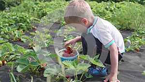 The child collects red ripe red berry . Gently breaks the berry and puts it in a child`s bucket. Harvesting in the