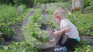 The child collects red ripe red berry . Gently breaks the berry and puts it in a child`s bucket. Harvesting in the