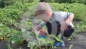 The child collects red ripe red berry . Gently breaks the berry and puts it in a child`s bucket. Harvesting in the