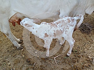 A child of cow feeding milk its love of cow with his child