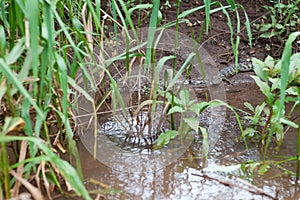 A child crocodile