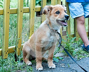 Child and cute brown dog standing near yellow fence in shelter