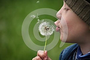 Child and dandelion