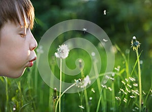 Child and dandelions